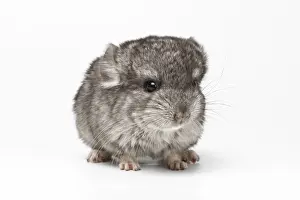 Gray Baby Chinchilla Loocking in camera on white Background