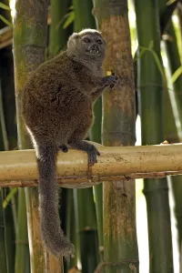 Gray Bamboo Lemur, Grey Gentle