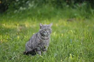 Gray cat sitting in a lush, green grass field