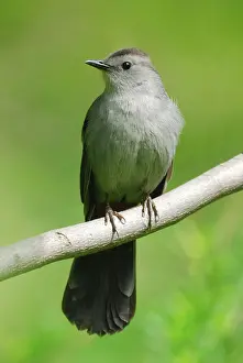 Gray catbird (Dumetella carolinensis)