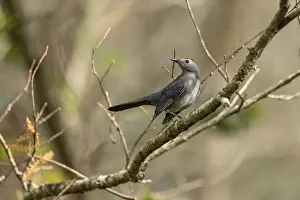 Gray catbird Dumetella carolinensis perches on a tree in Southwest Florida