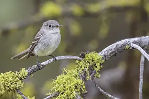 Gray Flycatcher (Empidonax wrightii) perched on a branch in central Washington State