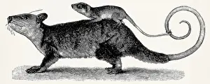 The gray four-eyed opossum (Philander opossum)