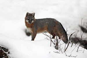 Gray Fox (Urocyon cinereoargenteus)