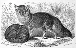 Gray fox (Urocyon cinereoargenteus) is the third important fox species in North America