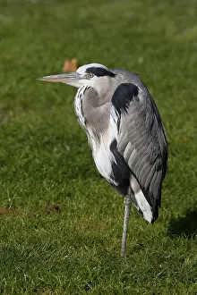 gray heron (Ardea cinerea)