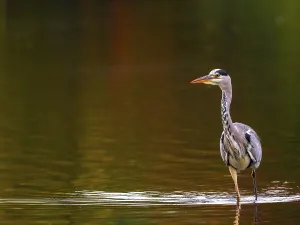 A gray heron in autumn colors, Ruhrpott