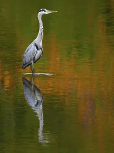 Framed Print : A gray heron is reflected in water in autumn