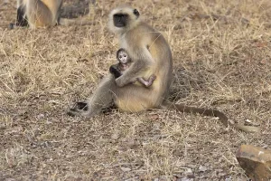 Gray langurs (Semnopithecus entellus)