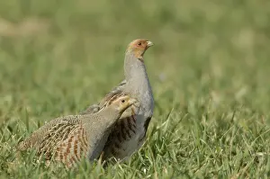 Gray partridges (Perdix perdix)