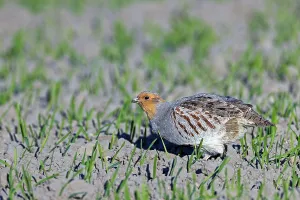 Gray partridges (Perdix perdix) prefer to run (Photo Partridge cock in search of food)