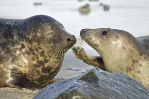 Gray Seal (Halichoerus grypus)