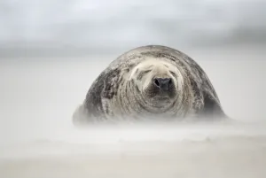 Gray Seal (Halichoerus grypus) bull in a sandstorm