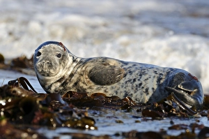 Gray Seal (Phoca vitulina), young resting on washed up seaweed