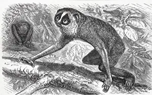 Gray slender loris (Loris lydekkerianus)