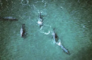 Gray whale (eschrichtius robustus) or Gray Whale