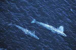 Gray whale (eschrichtius robustus) OR GREY WALK