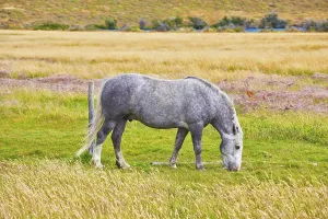 Gray white dappled horse grazing on a grassy meadow