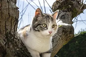 Gray, white and orange cat on a oak tree on sunny day