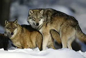 Gray wolf (Canis lupus)