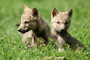 Gray wolf (Canis lupus)
