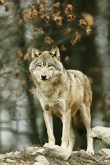 Framed Print : Gray wolf (Canis lupus)