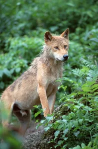 Gray wolf (Canis lupus), animals
