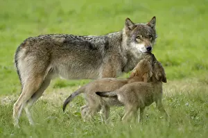 Category Wildlife DE Prints: Gray wolf (Canis lupus) with cubs