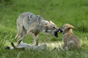 Gray wolf (Canis lupus) with cubs