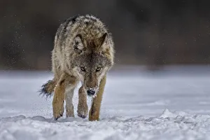 Gray wolf (Canis lupus) free and wild