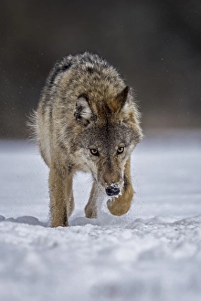 Gray wolf (Canis lupus) free and wild