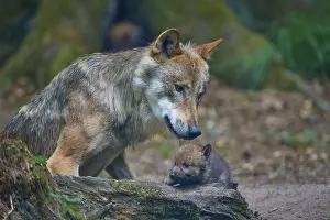 Gray wolf (Canis lupus), grooming and playing with puppy in the forest