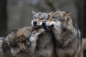 Gray wolf (Canis lupus), Kempfeld