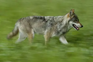 Category Wildlife DE Prints: Gray wolf (Canis lupus), lateral view