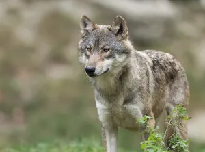 Gray wolf (Canis lupus) looking attentively