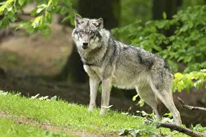 Gray wolf (Canis lupus) looking attentively