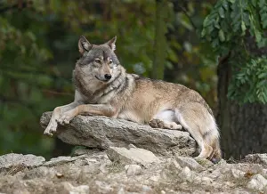 Gray wolf (Canis lupus) lying on a rock and looking attentively