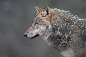 Gray wolf (Canis lupus), portrait