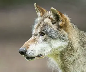 Gray wolf (Canis lupus), portrait