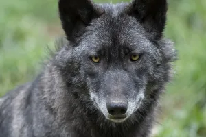 Gray wolf (Canis lupus), portrait