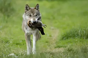 Category Wildlife DE Prints: Gray wolf (Canis lupus) with prey