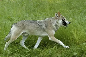 Category Wildlife DE Prints: Gray wolf (Canis lupus) with prey, sideways