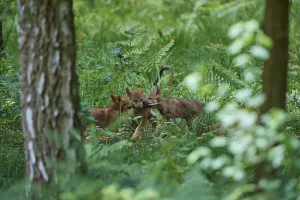 Gray wolf (Canis lupus), three puppies playing in the forest