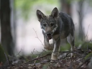Gray wolf (Canis lupus), puppy, approx. 4 months