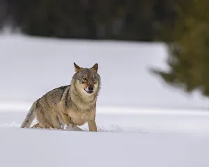 Gray wolf (Canis lupus), runs through deep snow