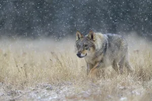 Gray wolf (Canis lupus), runs across a meadow in heavy snowfall