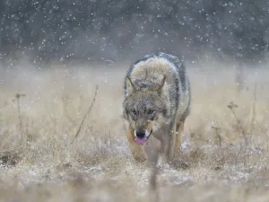 Gray wolf (Canis lupus), runs across a meadow in heavy snowfall