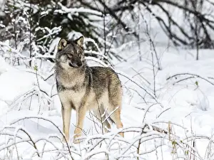 Gray wolf, Canis lupus, standing towards camera