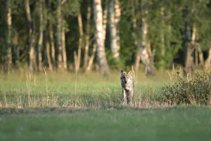 Gray wolf ( Canis lupus) stands in a meadow