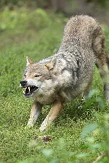 Gray wolf (Canis lupus) stretching